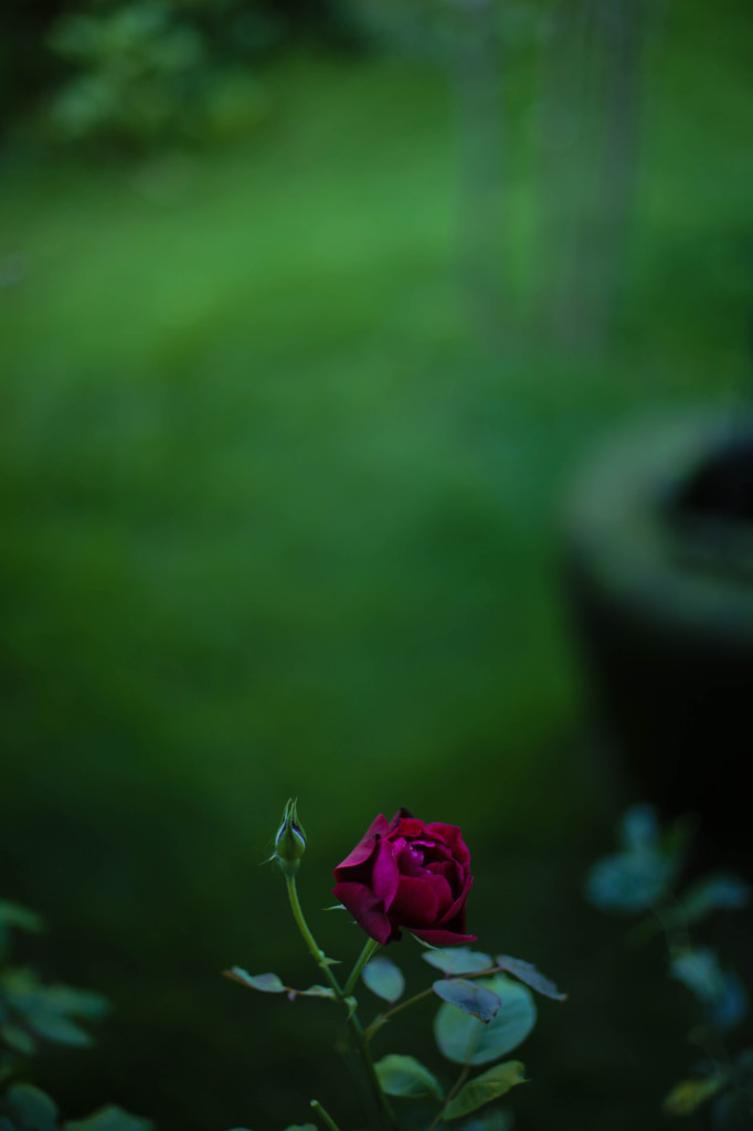 庭先の薔薇３