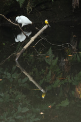 公園の池で２