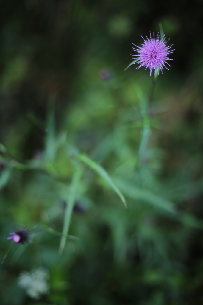 秋の野花 アザミ By Osinko Id 3 写真共有サイト Photohito