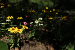 夏花壇の花２