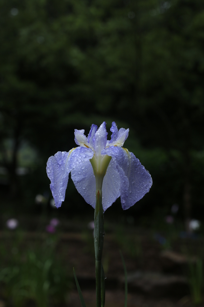 雨の日の花々１