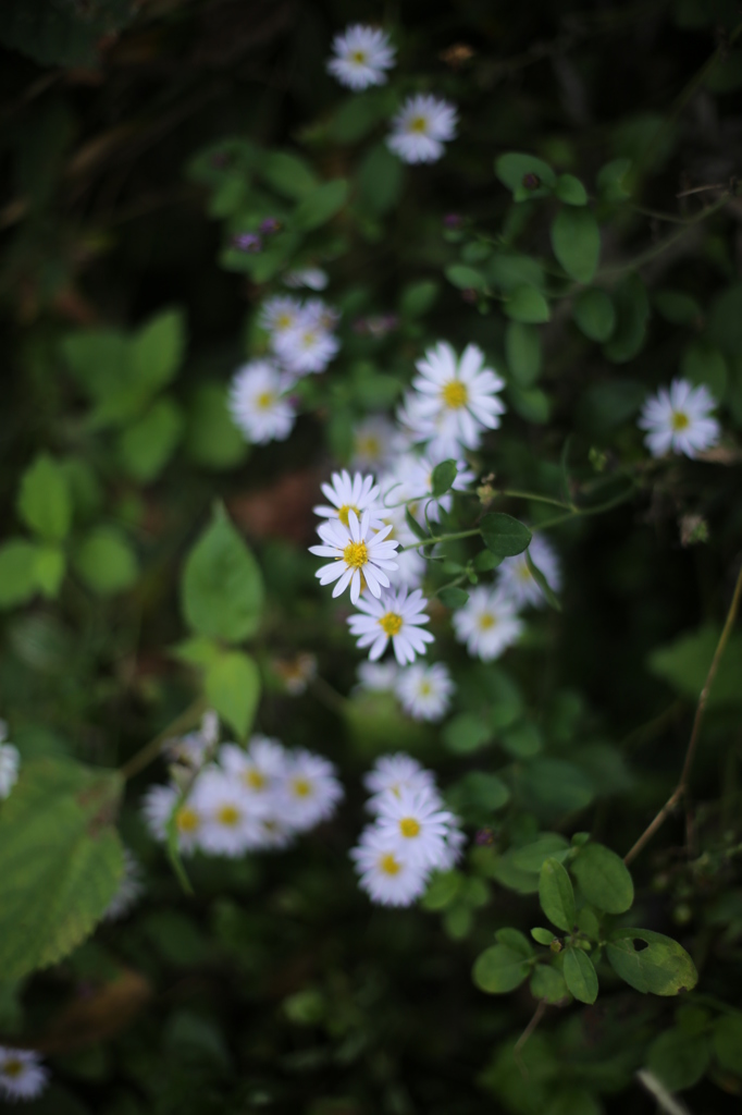 秋の野花　野菊３