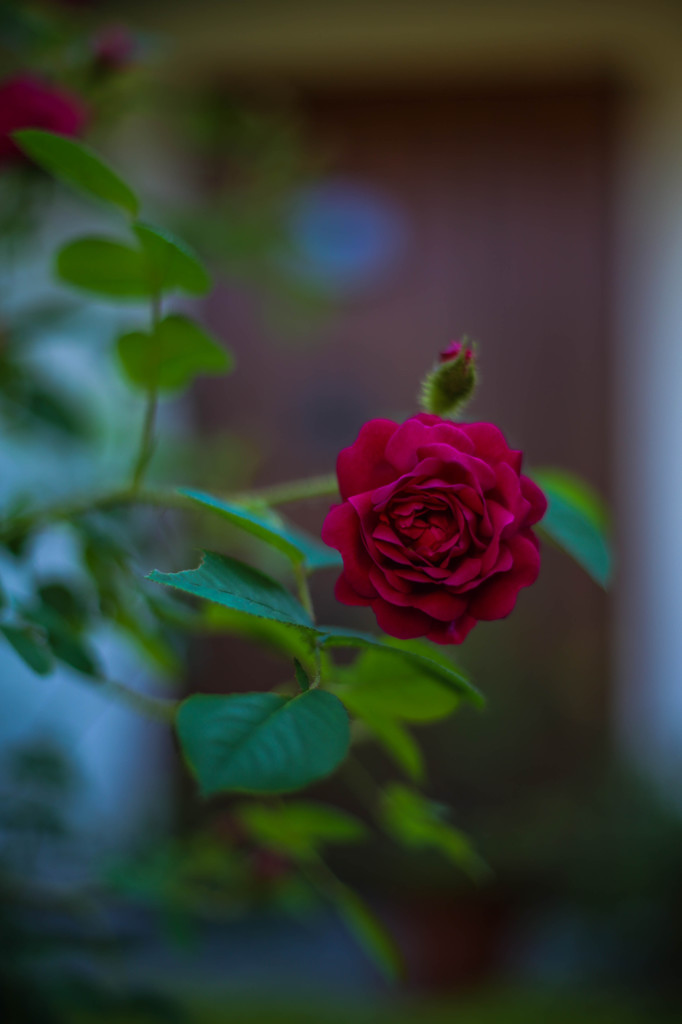 庭先の薔薇１