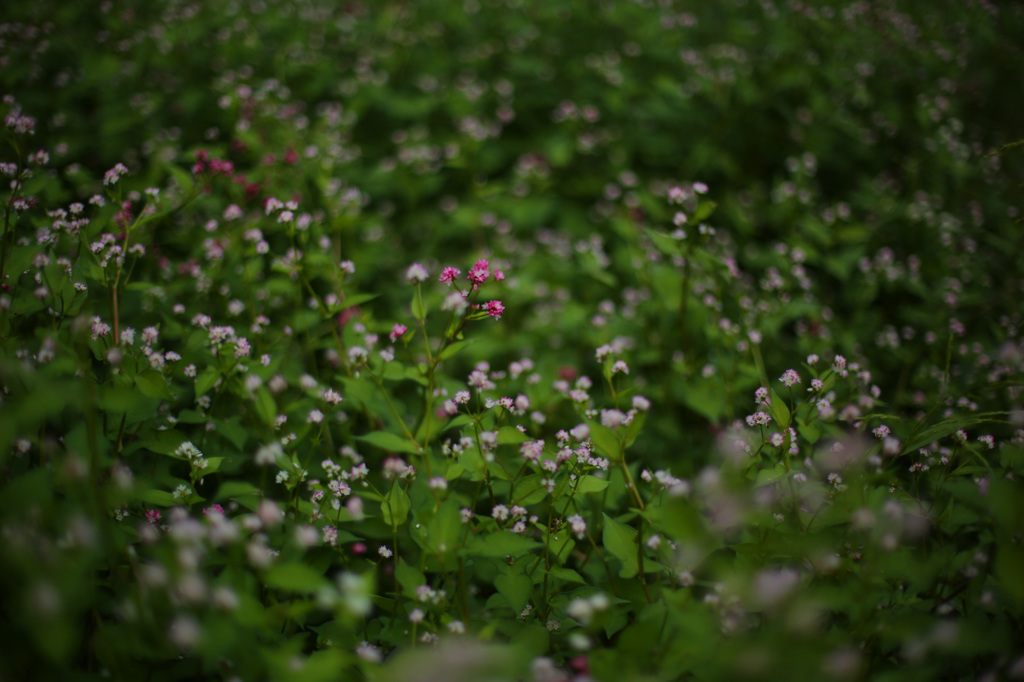 秋の野花　ミゾソバ３