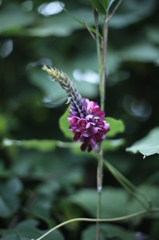 秋の野花　葛