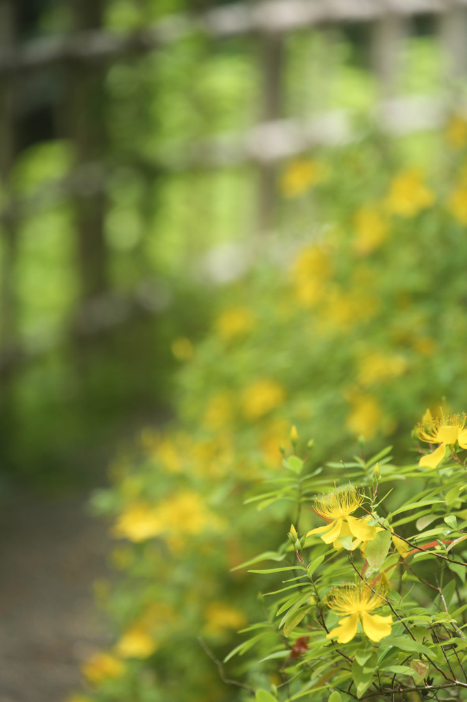 公園花景色３