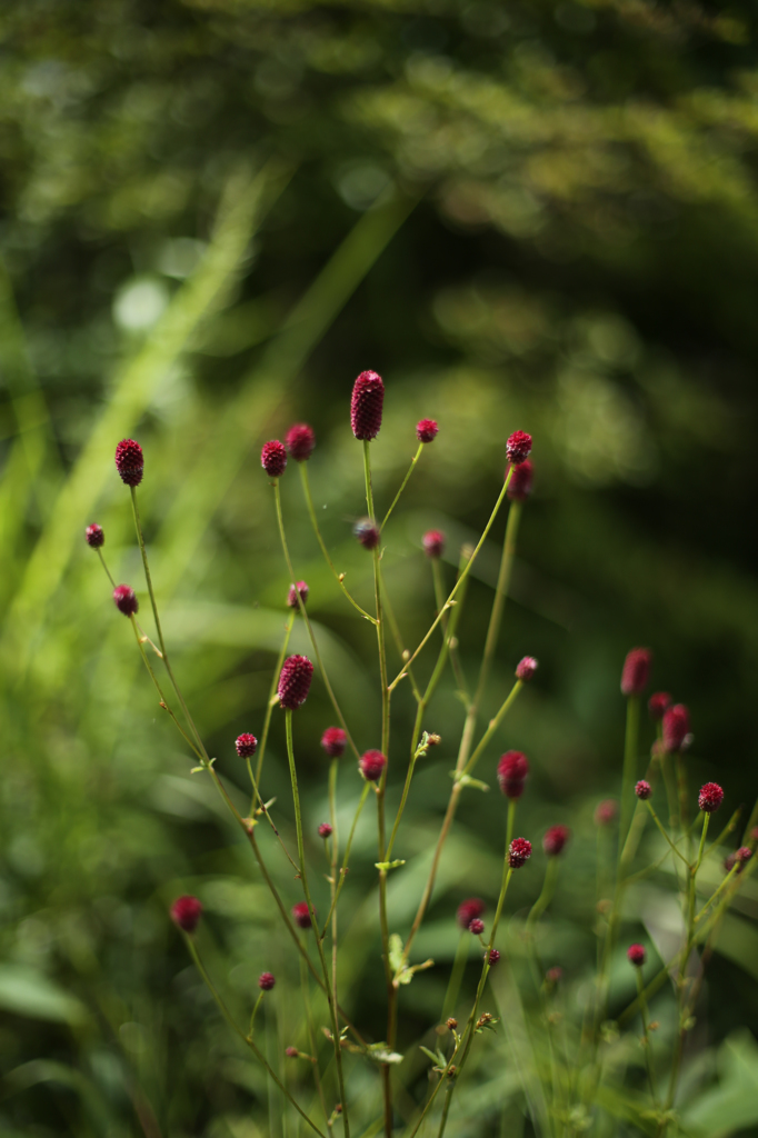 高原の花２