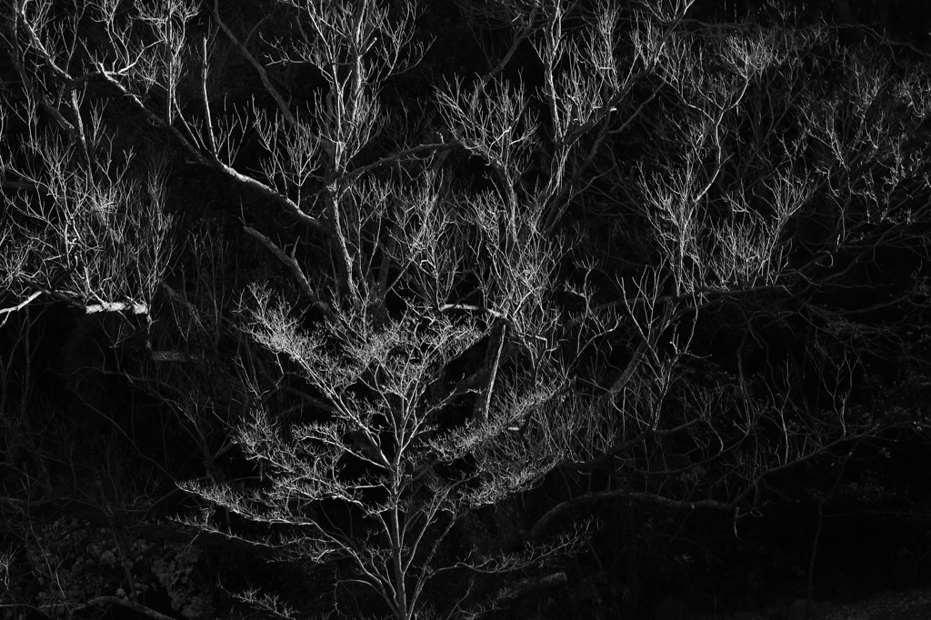 冬枯れの木２
