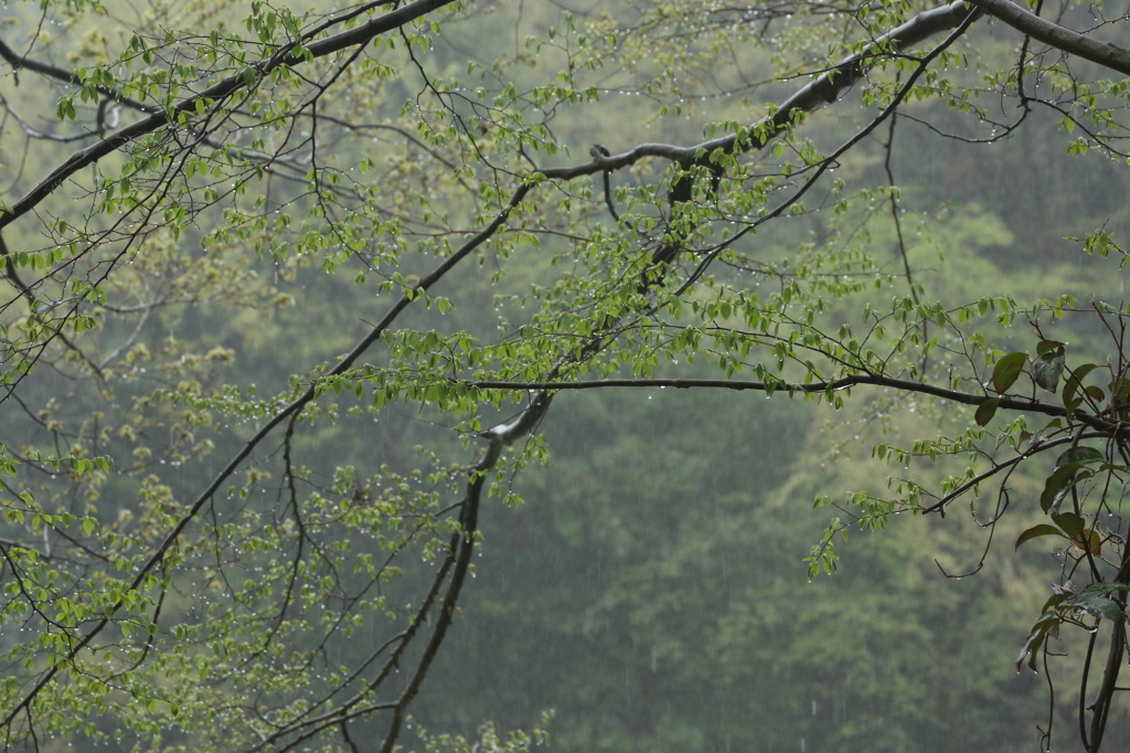 雨の森１