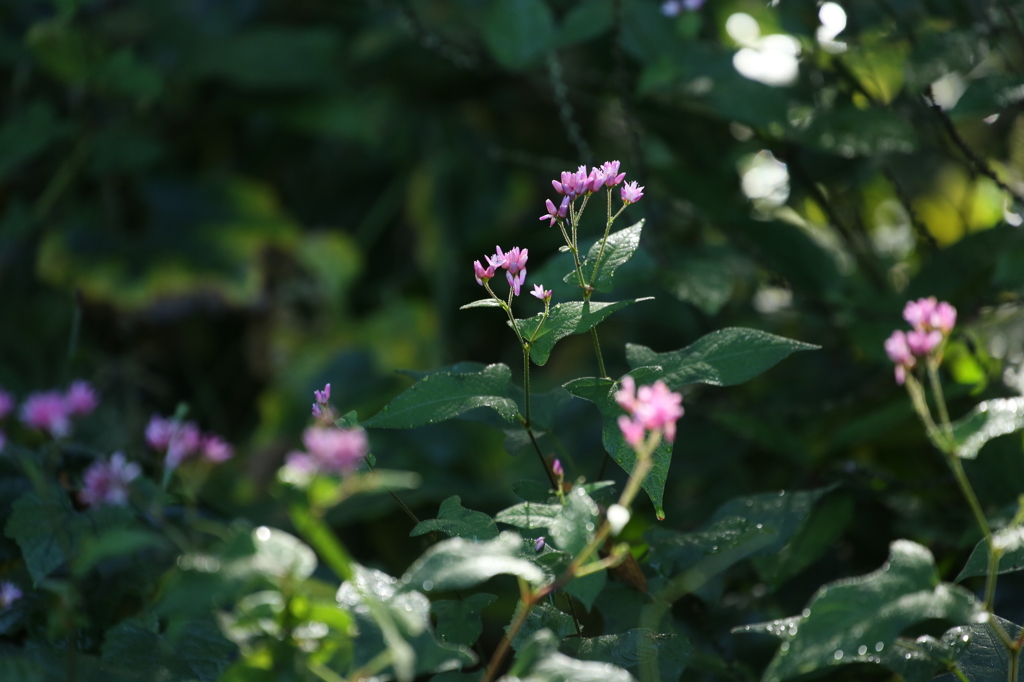 秋の野花　ミゾソバ２