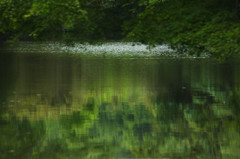 森の池３