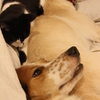 domesticなヒトビト３