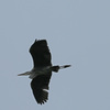 公園の鳥３