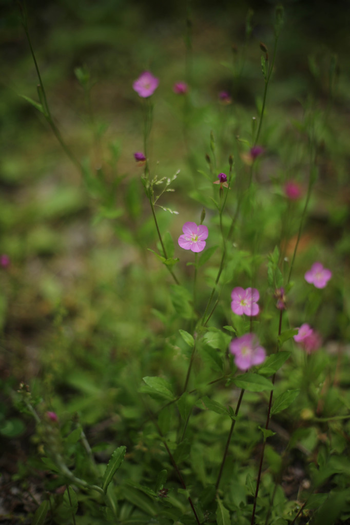 4-5月の野花４