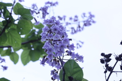 山の花木２