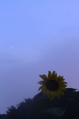 夕刻の公園にて２