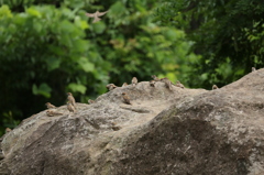 散歩で見かけた鳥３