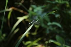 トンボ４