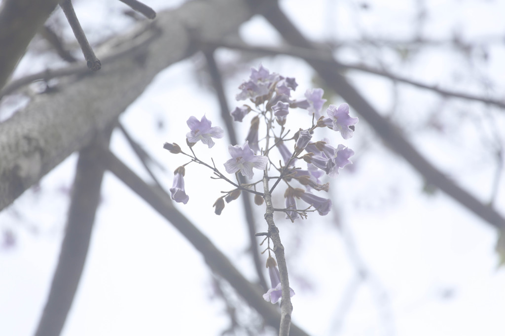 桐の花３