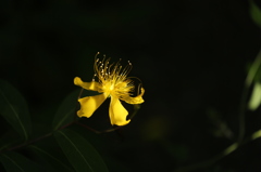 ビヨウヤナギ３