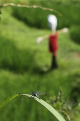 シオカラトンボ３