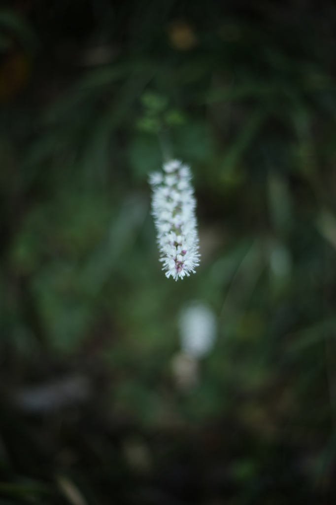 秋の野花　サラシナショウマ