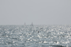 春の海