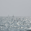 春の海