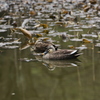 保護色（散歩で出会った鳥２）