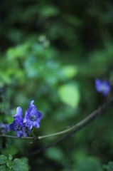 秋の野花　トリカブト