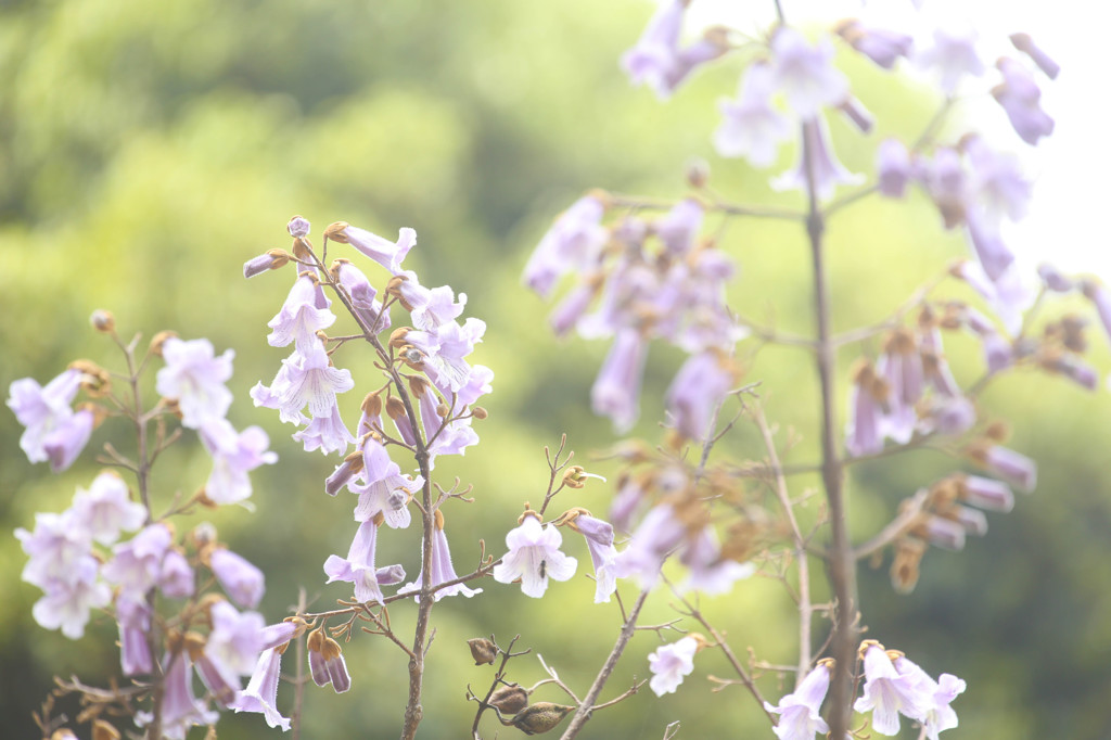 桐の花２