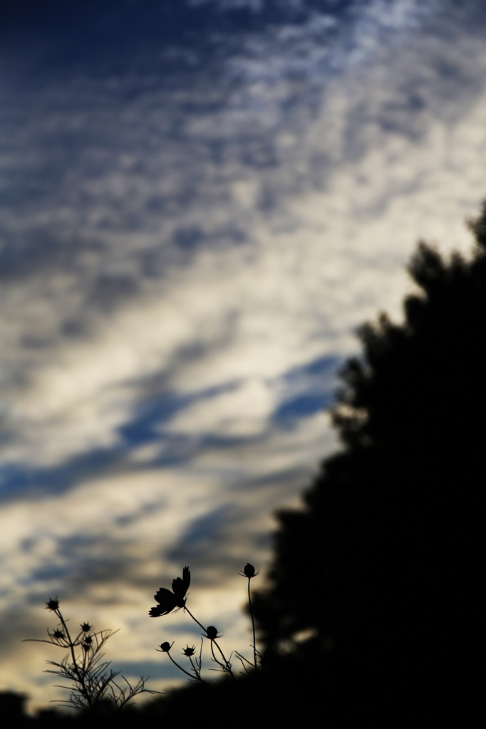 夕方のコスモス２