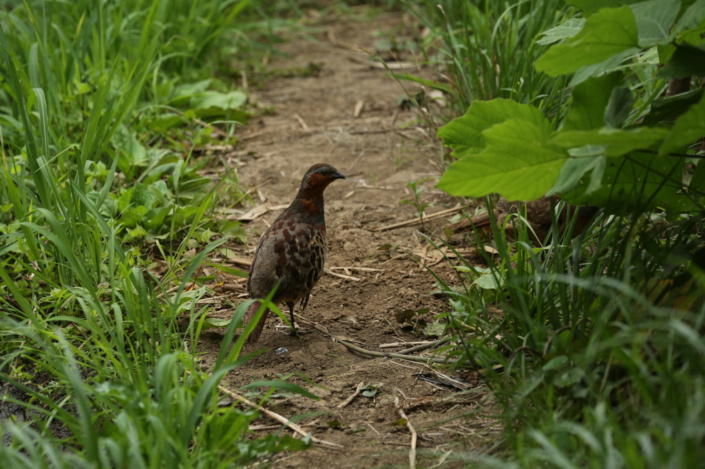 公園の鳥２