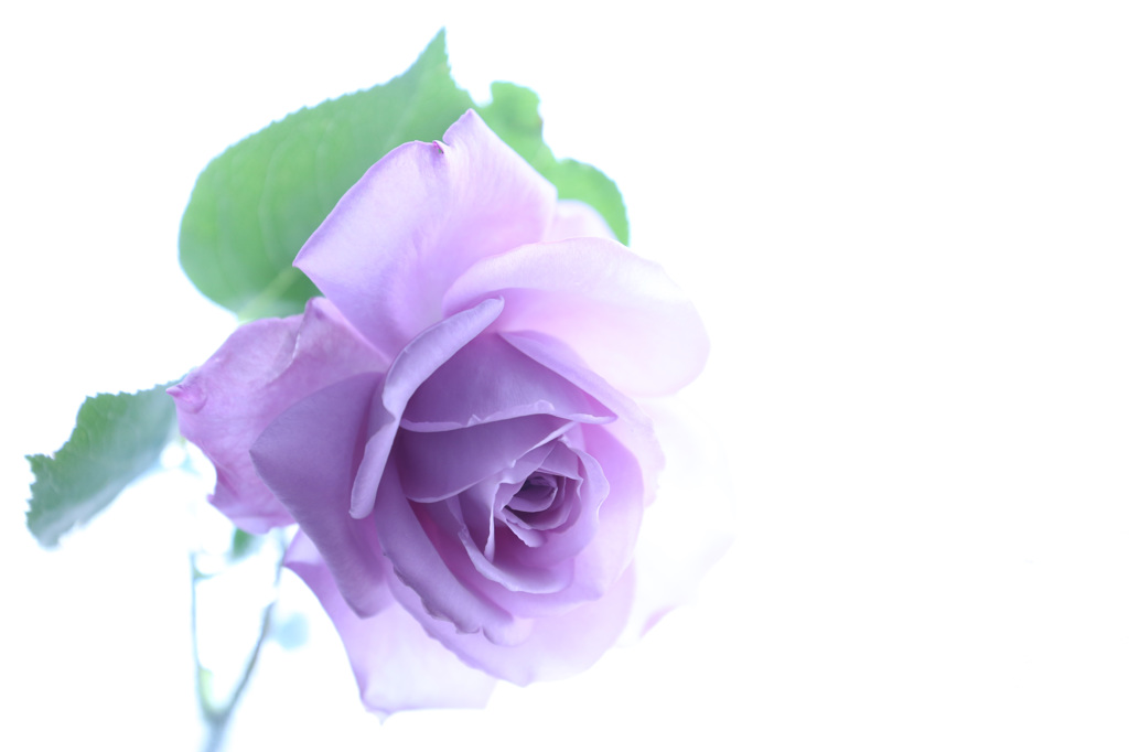 薔薇１