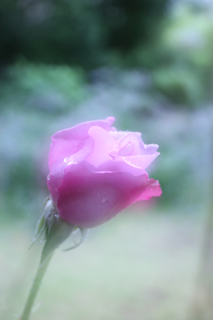 薔薇2