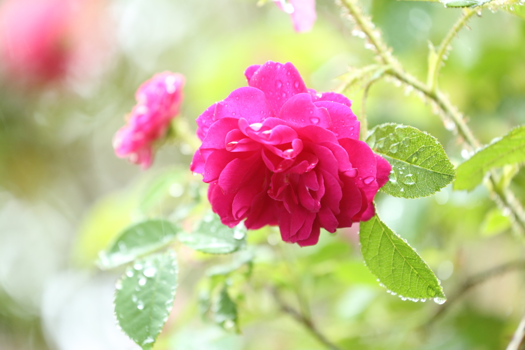 薔薇３