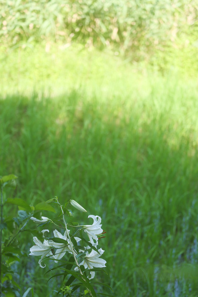 田んぼ端の花３