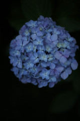紫の紫陽花３