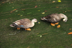 散歩で見かけた鳥２