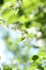 山の花木　白花１