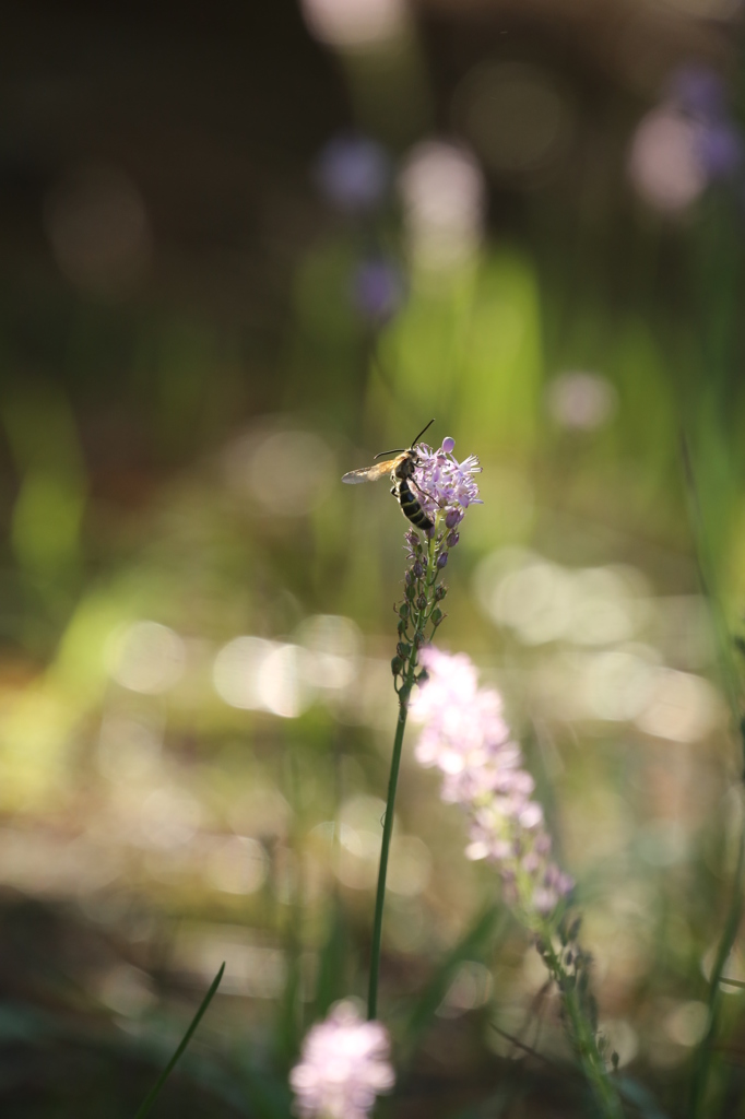 秋の光の中で１