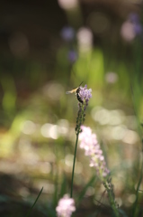 秋の光の中で１