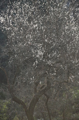 山の梅