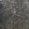 山の梅
