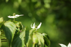 山の花木　白花２