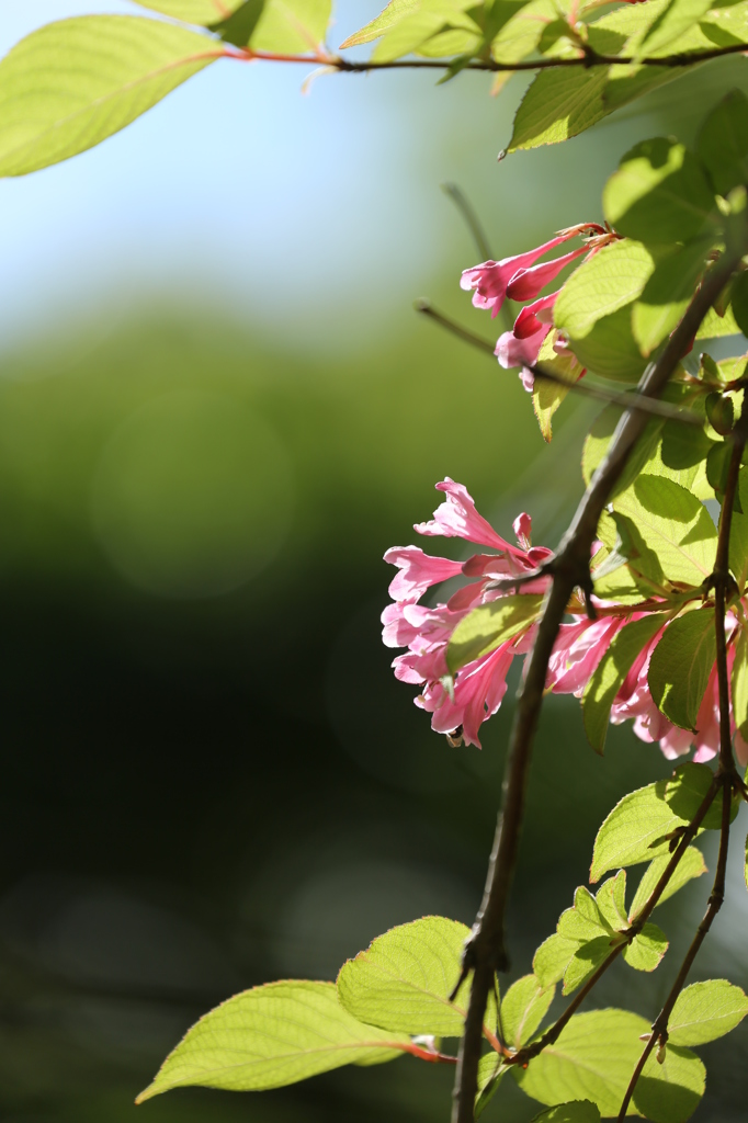 山の花木１