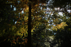 秋の木２