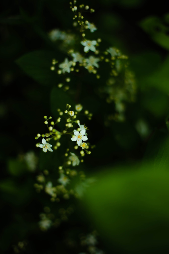 4-5月の花木４