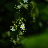 4-5月の花木４