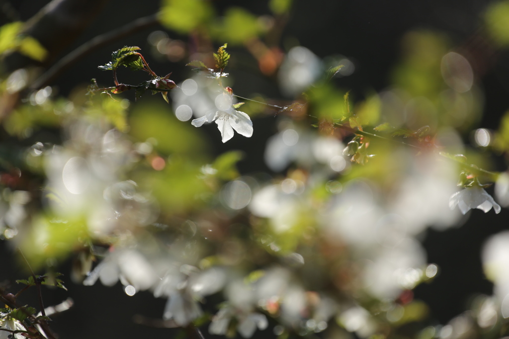 春の花木２